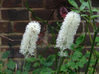 Actaea simplex 'White Pearl' bestellen